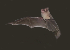 Mormopterus kalinowskii