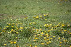 Taraxacum officinale