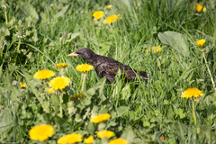 Sturnus vulgaris