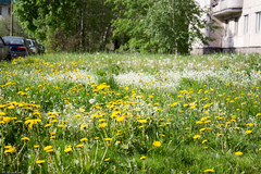 Taraxacum officinale