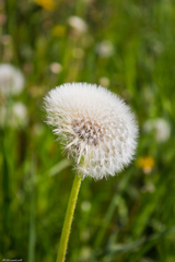 Taraxacum officinale