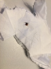Ixodes ricinus