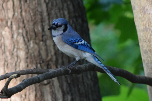 Blue Jay