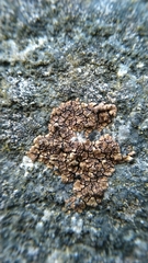 Lecanoromycetes