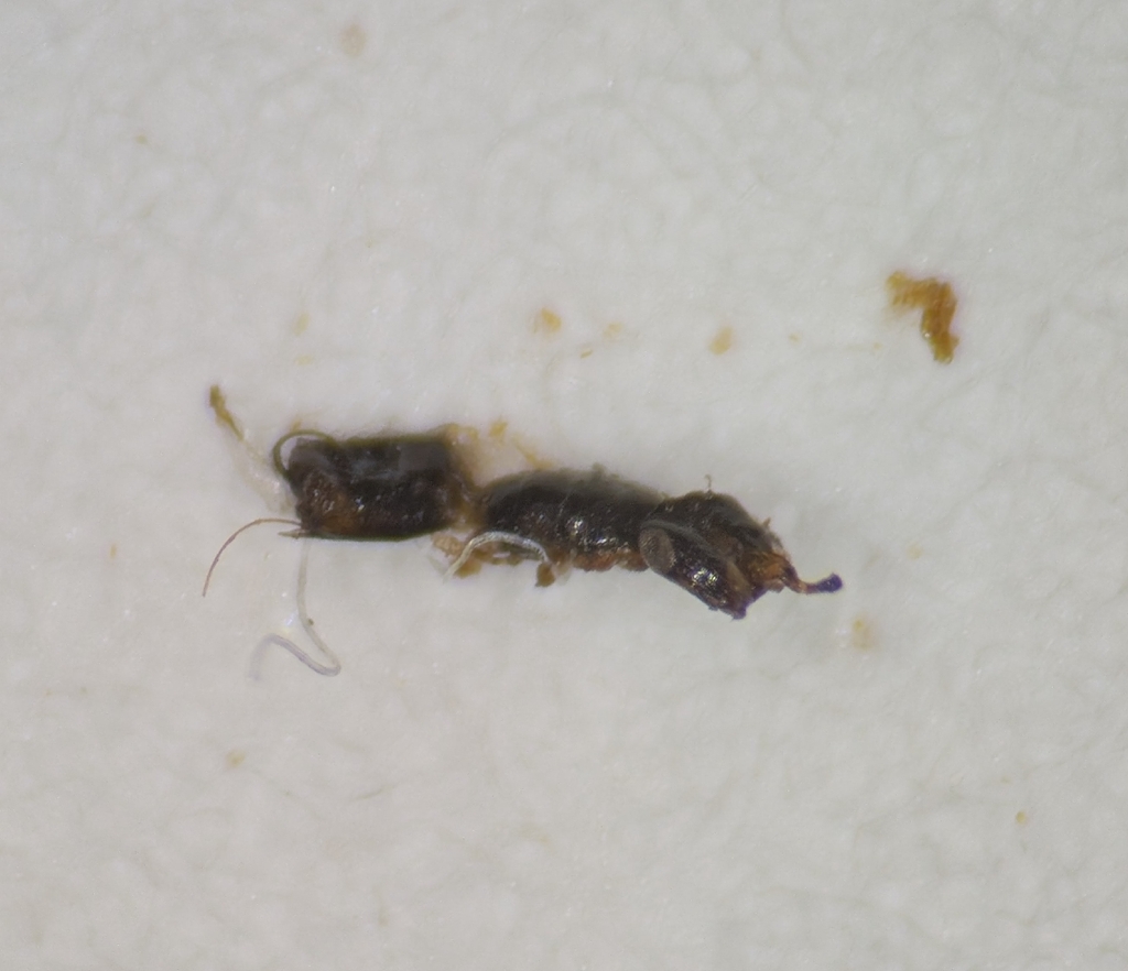 Pegoscapus mexicana