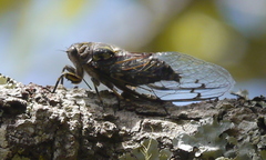 Amphipsalta