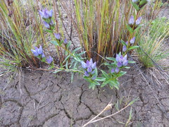 Gentiana sceptrum