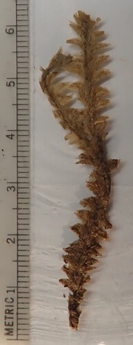 Schistochila cookei