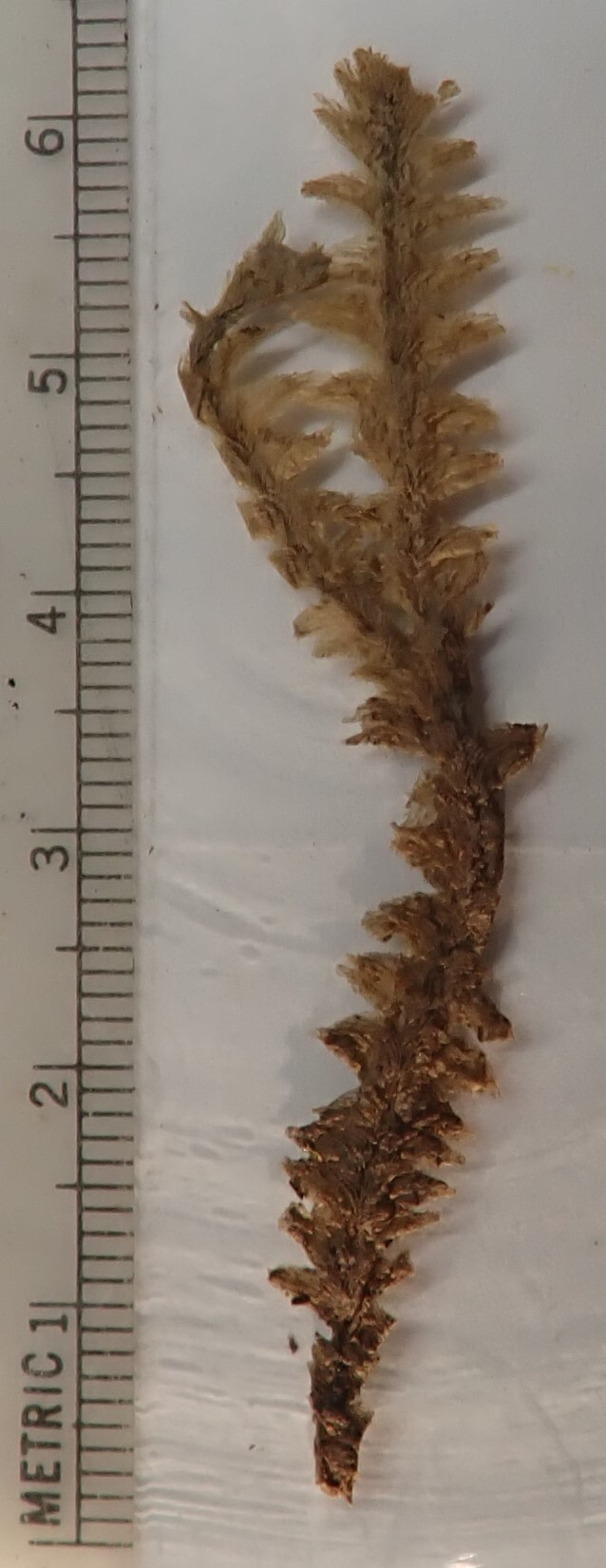 Schistochila cookei
