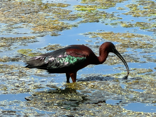 iNaturalist image