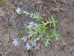 Gentiana sceptrum
