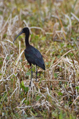 iNaturalist image