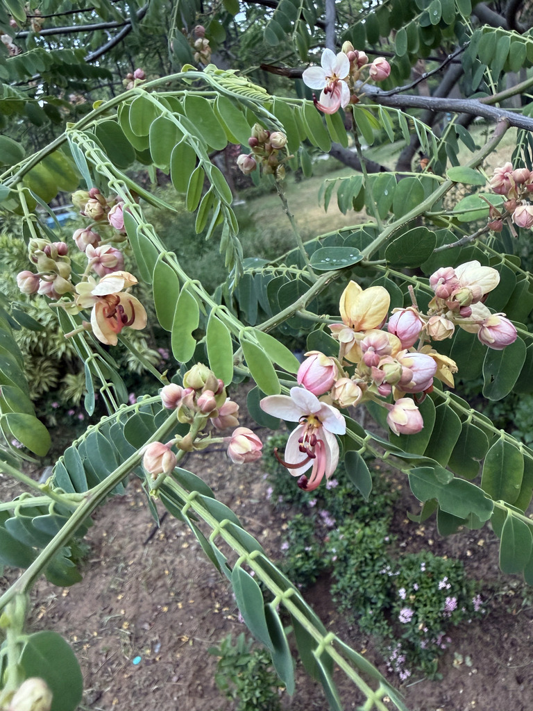 Roxburgh's cassia (Cassia roxburghii)