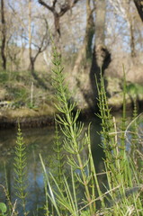 Equisetum × litorale