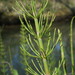 Shore Horsetail - Photo (c) Сергей, some rights reserved (CC BY-NC), uploaded by Сергей