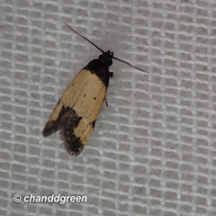 Tyrolimnas anthraconesa