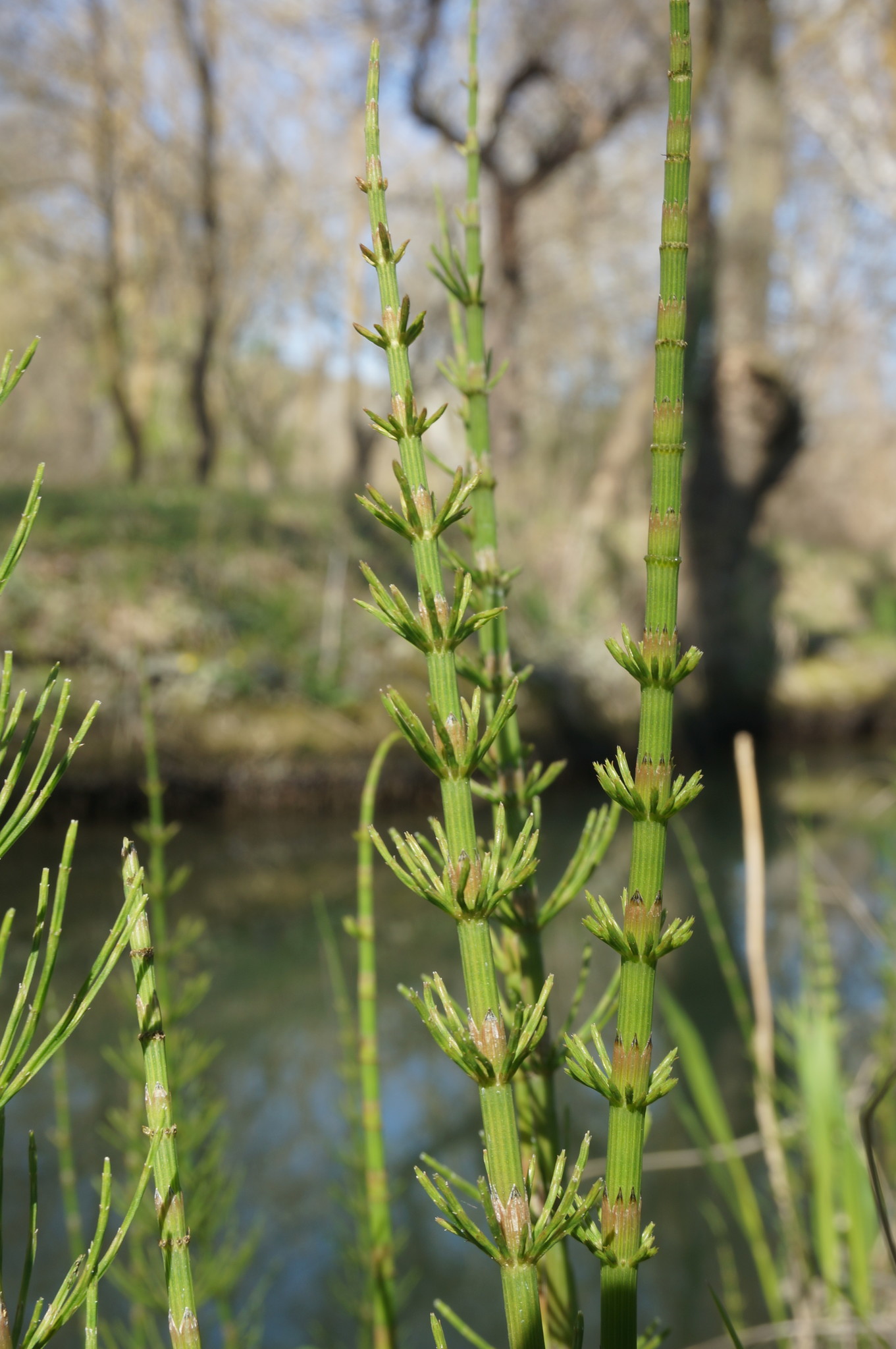 Equisetum X litorale