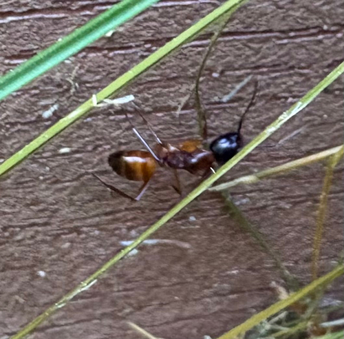 American Carpenter Ant