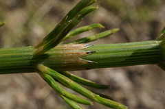 Equisetum × litorale