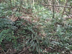 Zamia erosa