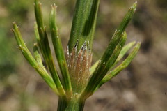 Equisetum × litorale