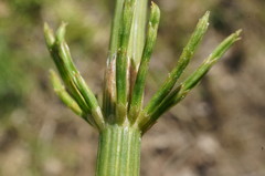 Equisetum × litorale