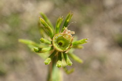 Equisetum × litorale
