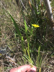 Ranunculus alismifolius