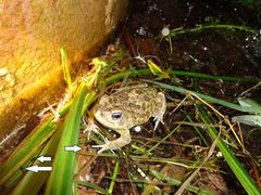 Sclerophrys pusilla