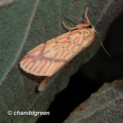 Barsine striata