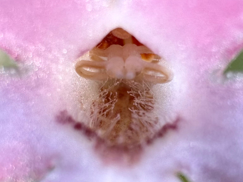 Codonanthe devosiana, photograph 5
