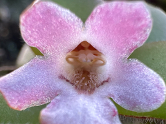 Codonanthe devosiana, photograph (c) topeuna, some rights reserved (CC BY)