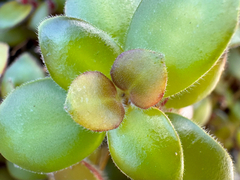 Codonanthe devosiana, photograph (c) topeuna, some rights reserved (CC BY)