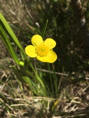 Ranunculus alismifolius