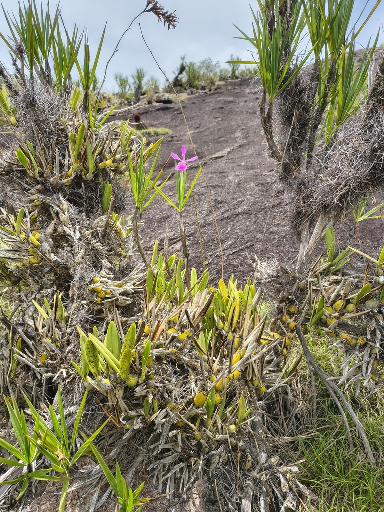 Encyclia jenischiana (Rchb.f.) Porto & Brade