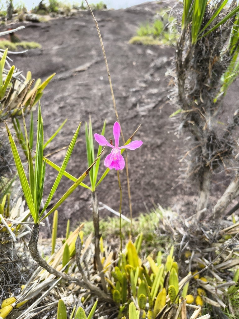 Encyclia jenischiana (Rchb.f.) Porto & Brade 2