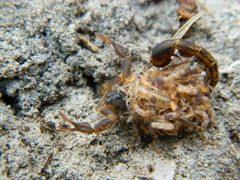 Uroplectes formosus