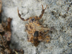 Uroplectes formosus