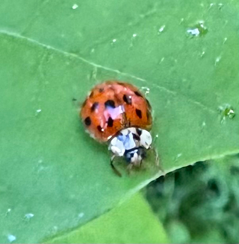 Asian Lady Beetle