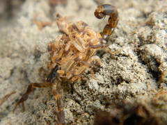 Uroplectes formosus