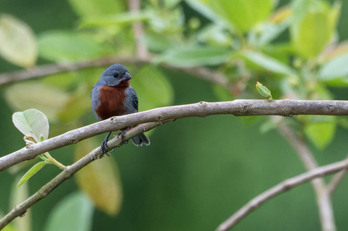 Chestnut-bellied Seedeater (Sporophila castaneiventris), photo 4