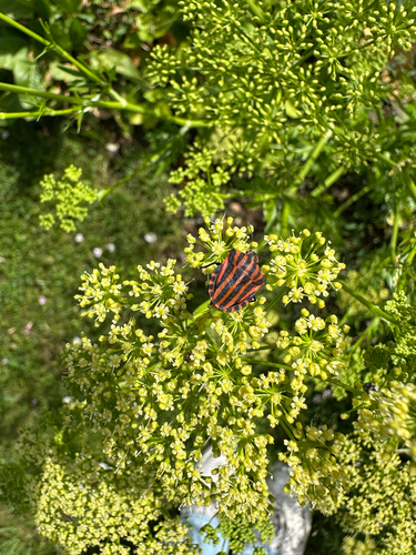 Continental Striped Shield Bug