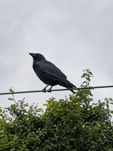 Common Raven
