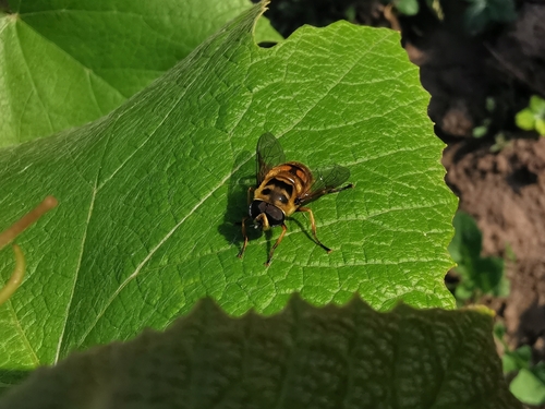 Yellow-haired Sun Fly