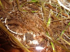 Sclerophrys pusilla