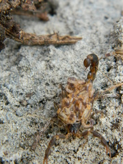 Uroplectes formosus
