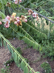 Cassia roxburghii