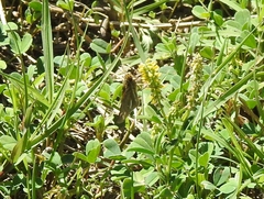 Panoquina panoquin