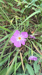 Phlox roemeriana, photograph (c) Jane Weeden, some rights reserved (CC BY)