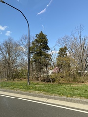 Juniperus virginiana virginiana